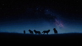 Fox Under Starry Veil, fox, stars, night, minimalism, minimalist, dark, black, ai, artist, artwork, digital-art HD wallpaper