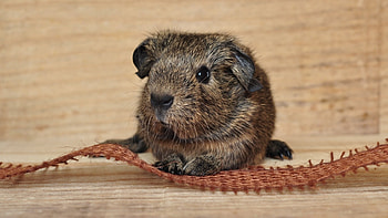 guinea pig, animal, guinea, rodent, pig HD wallpaper