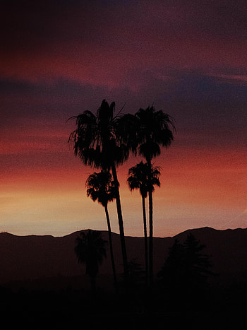 Nature, Sunset, Palms, Silhouette, Evening HD phone wallpaper