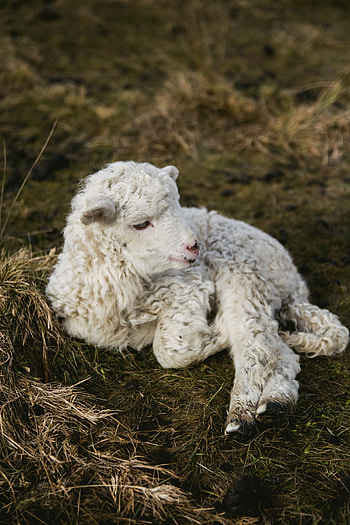 Impressive collection of sheep , High-quality s, Diverse sheep , Perfect for various projects HD phone wallpaper