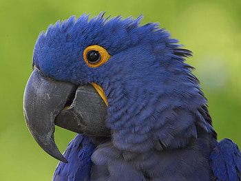 Sweet blue parrot, blue, animal, bird, nature, parrot HD wallpaper