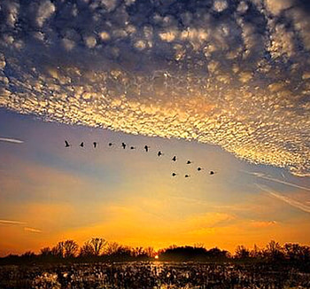 Bird migration before sunset, nature, bird, cloud, sunset HD wallpaper