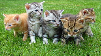 We are..., cute, grass, five, kittens HD wallpaper