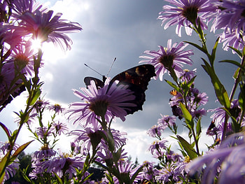 Plants, Butterflies, Flowers HD wallpaper