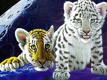 BABY BROTHERS, baby, brothers, bengel, tigers HD wallpaper
