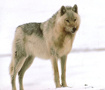 Handsome, dog, wolves, animals, other, dogs, wolf HD wallpaper
