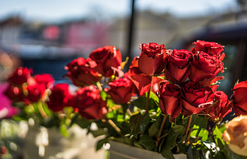 Beautiful, roses bud, red flowers HD wallpaper