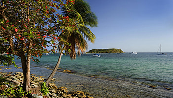 Coast of Puerto Rico, trees, nature, beaches, Puerto rico HD wallpaper