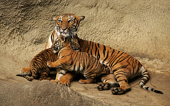 LINDA FAMILIA, animal, lindos, felino, fauna, natureza HD wallpaper