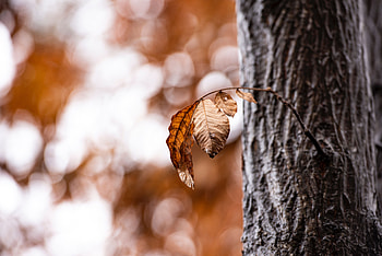 Autumn, Leaves, Macro, Wood, Tree, Branch, Dry HD wallpaper
