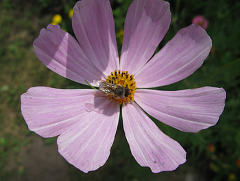 Flowers, Insects, Bees, Violet HD wallpaper