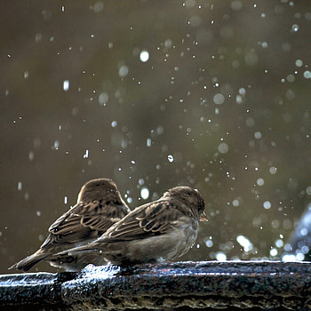 Ultra bird , Multi-display compatibility, Dual monitor setup, Tablet and smart compatible HD phone wallpaper