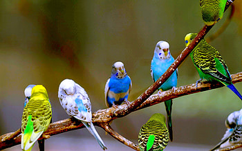 SWEET BUDGERIGARS, budgerigar, pet, birds, pet parakeet HD wallpaper