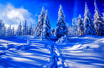 Winter, graphy, wonderful, snowflakes, snowflake, snow, trees, , sun, cold, beautiful, tree, nature, sky, lovely, splendor, ice HD wallpaper