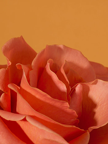 Pink, Flower, Macro, Rose Flower, Rose, Petals HD phone wallpaper