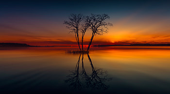 Horizon Lake Nature Reflection Sunset Tree, lake, reflection, sunset, tree, nature, horizon HD wallpaper