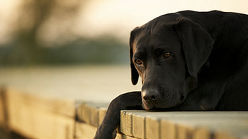 Labrador, Dogs HD wallpaper