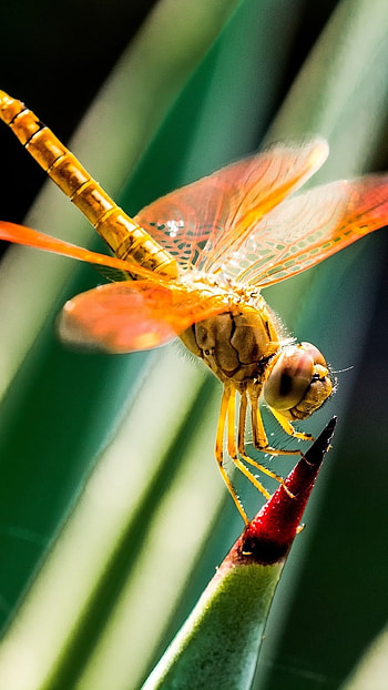 Dragonfly, Yellow Insect HD phone wallpaper