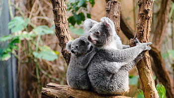 Koala , High quality, Koala backgrounds HD wallpaper