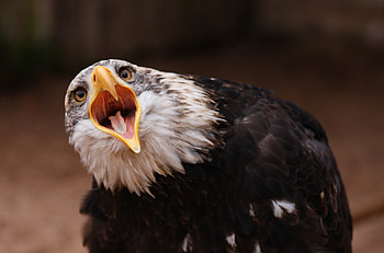 Animals, Bird, Predator, Eagle, Open Mouth HD wallpaper