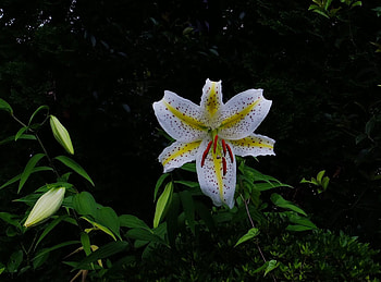 Flowers, Flower, Spotted, Lily, Stamens HD wallpaper