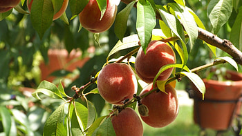 Peaches tree fruits , Wide-screen display, Nature's freshness, Refreshing visuals HD wallpaper