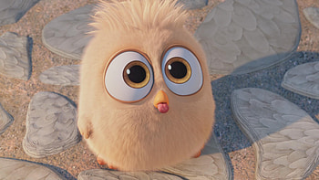 Hatchling In The Angry Birds Movie, angry-birds, birds, movies, animated-movies, 2016-movies, the-angry-birds-movie HD wallpaper