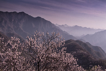Mountains in branches, Nature, Mountains, View, Branches HD wallpaper