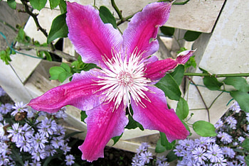 Beautiful flower, colorful, beautiful, flower, bright HD wallpaper