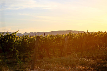 Napa Valley sunset, California wine region, Beautiful vineyards, Stock HD wallpaper