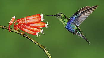 Green-crowned Woodnymph, Hummingbirds HD wallpaper