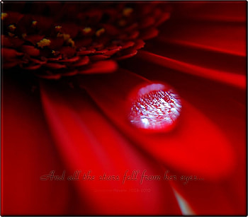 ..AND ALL THE STARS FELL FROM HER EYES, drop, flower, red, tear, water, petal HD wallpaper