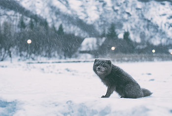 Animals, Arctic Fox, Polar Fox HD wallpaper