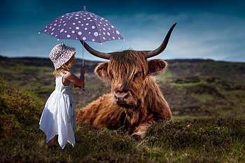 Child Cow Umbrella , child, cow, umbrella, cute, graphy HD wallpaper