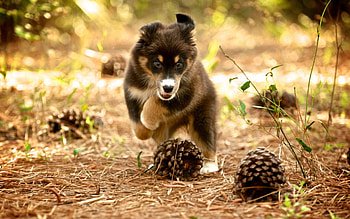 Animals, Nature, Cones, Dog, Puppy HD wallpaper
