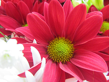 Scarlet Bloom, Scarlet, Flowers, Bloom, Red, Floral HD wallpaper
