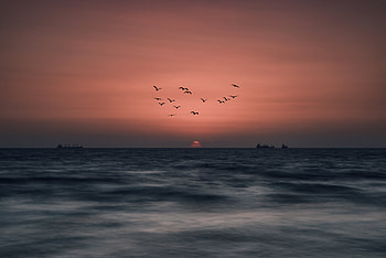 Nature, Birds, Sunset, Sea, Sun, Horizon HD wallpaper