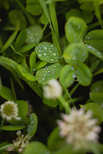 Water, Leaves, Drops, Macro, Wet, Clover HD phone wallpaper