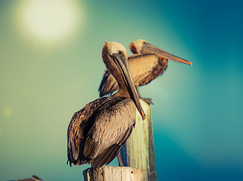 Pelican, water bird, wild HD wallpaper