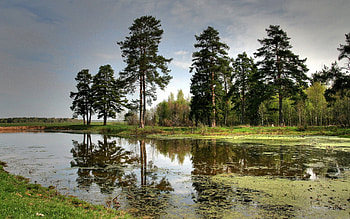 Nature, Rivers, Trees, Sky HD wallpaper