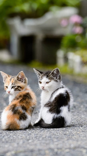 Cute Cat, Friends, kitten HD phone wallpaper