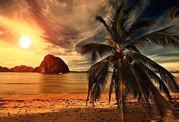 Tropical Beach, palm, rocks, beach, shore, clouds, trees, nature, sunset, ocean HD wallpaper