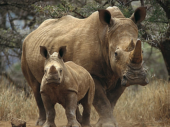 Animals, Trees, Grass, Forest, Couple, Pair, Stroll, Rhinos HD wallpaper