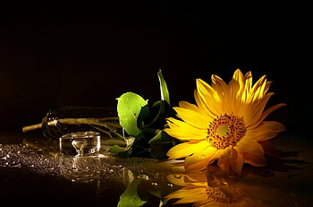 Solitary Sunshine, Still life, Flower, Sunflower, Table HD wallpaper