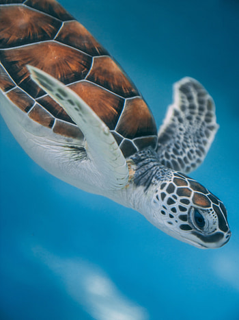 Animals, Water, Sea, Turtle HD phone wallpaper