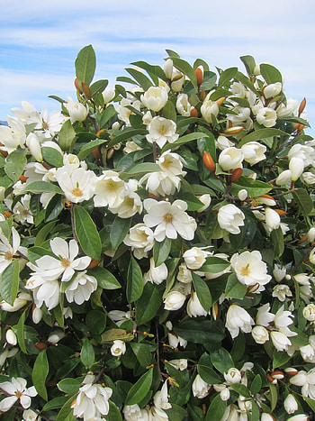 Fairy magnolia, Fragrant delight, Flowering shrub, Landscaping inspiration HD phone wallpaper