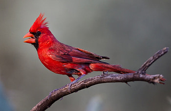 Beautiful Male Cardinal, Animals, Red, Cardinals, Winged Creatures, Birds HD wallpaper