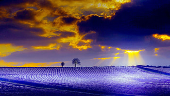 Winter Ray's, Field, Sky, Trees, Purple HD wallpaper