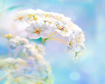 beautiful morning, delecate, plants, soft, nice, blossoms, nature, flowers, blooms, lovely HD wallpaper