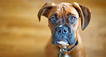 Animals, Dog, Muzzle, Sight, Opinion, Large, Big HD wallpaper